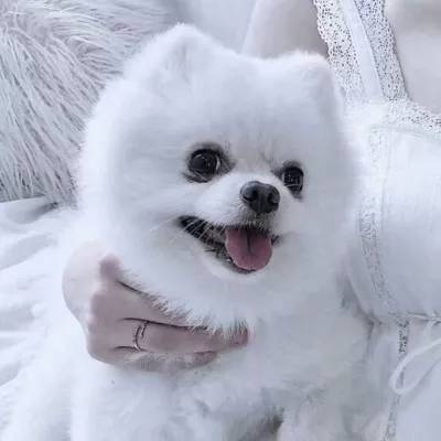 澳门威斯尼斯WNS888入口下载手机版