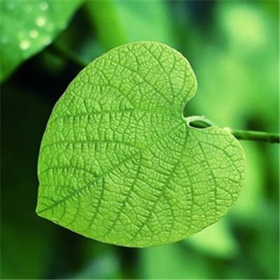 开元ky888网址进入2024入口